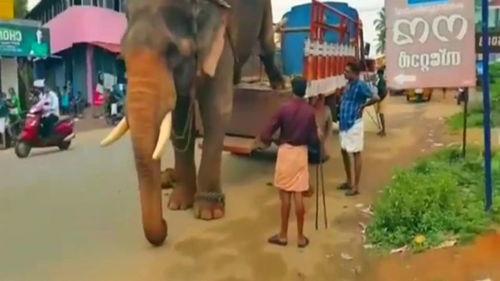 巨型成人抱枕视频在线观看,萌趣互动，温馨陪伴瞬间