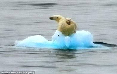 北极熊成人游泳比赛视频,北极熊成人游泳比赛精彩瞬间