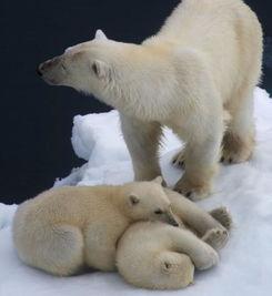 北极熊成人游泳比赛视频,北极熊成人游泳比赛精彩瞬间