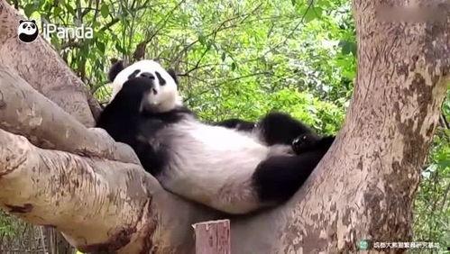 大熊猫变成人的视频,穿越时空的人性探索之旅